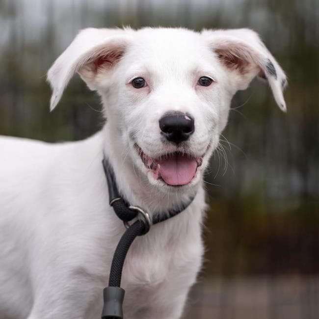 Donte - Adopted!