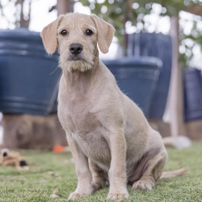 Surf Pup - Fin