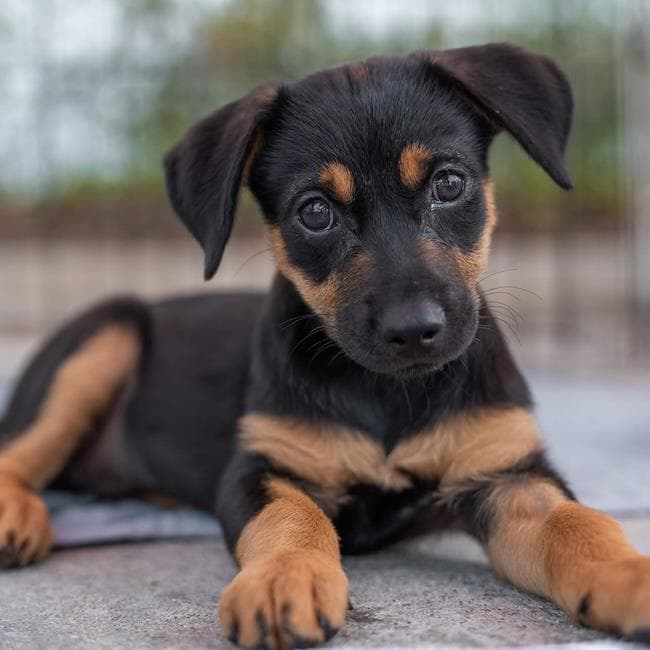 Dancer Pup - Jitterbug