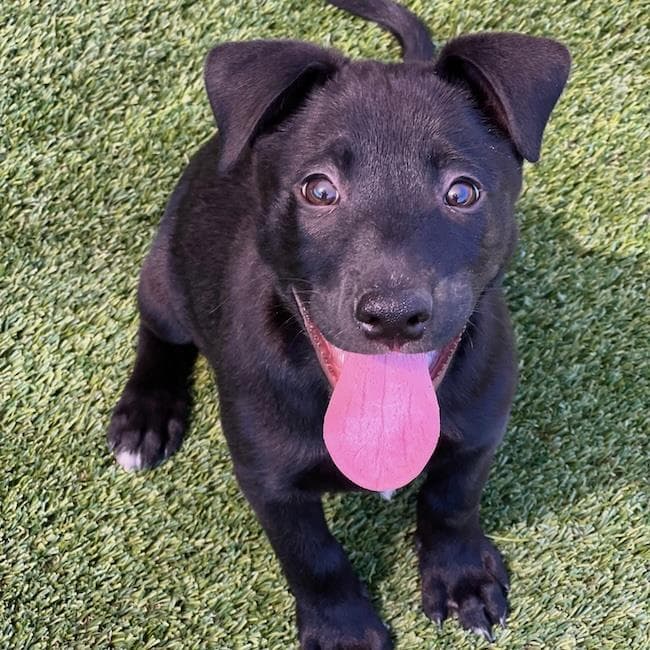 Juice Box Pup - Kool-Aid