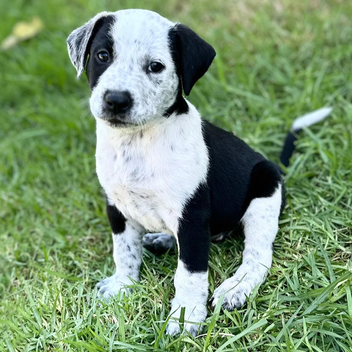 Fiji Pup - Lovo