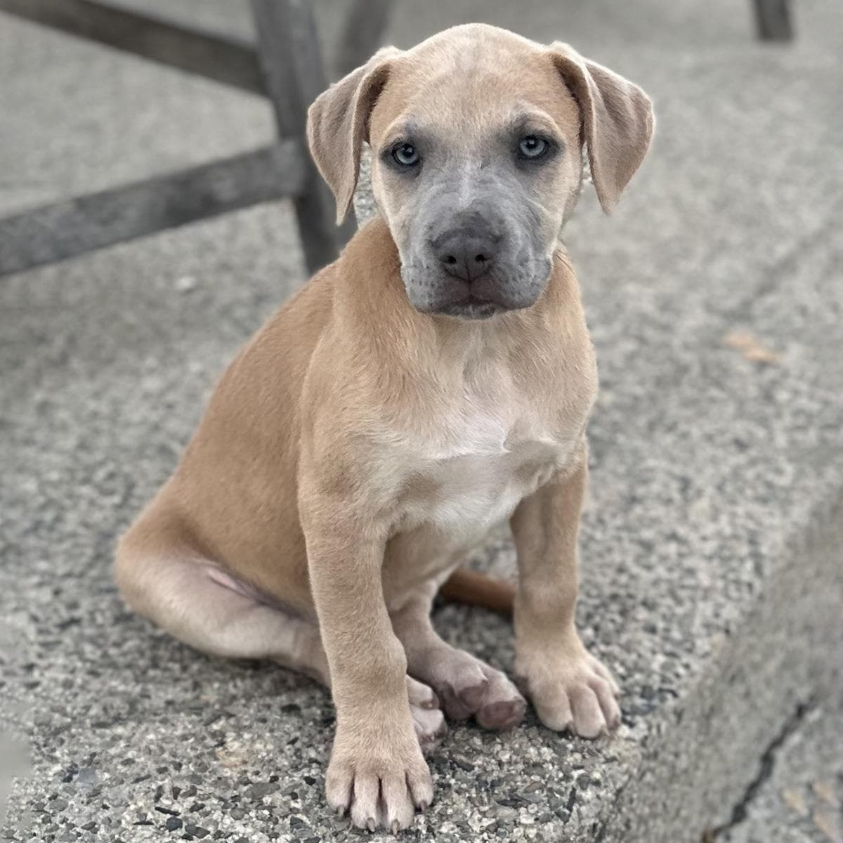 Fiji Pup - Nadi