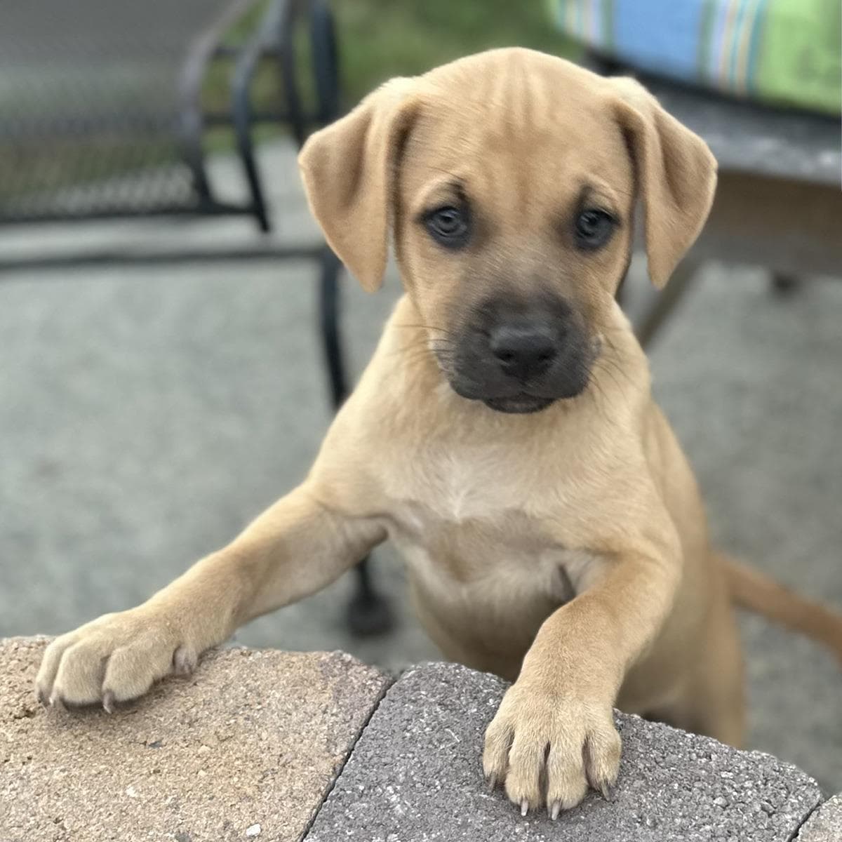 Fiji Pup - Suva
