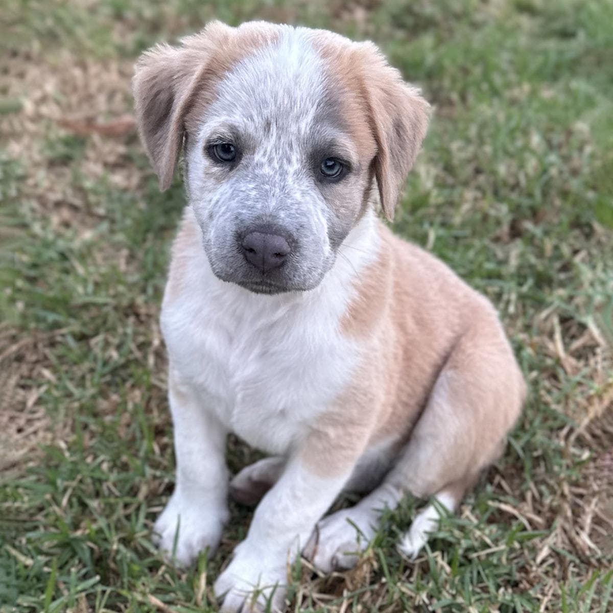 Fiji Pup - Rewa
