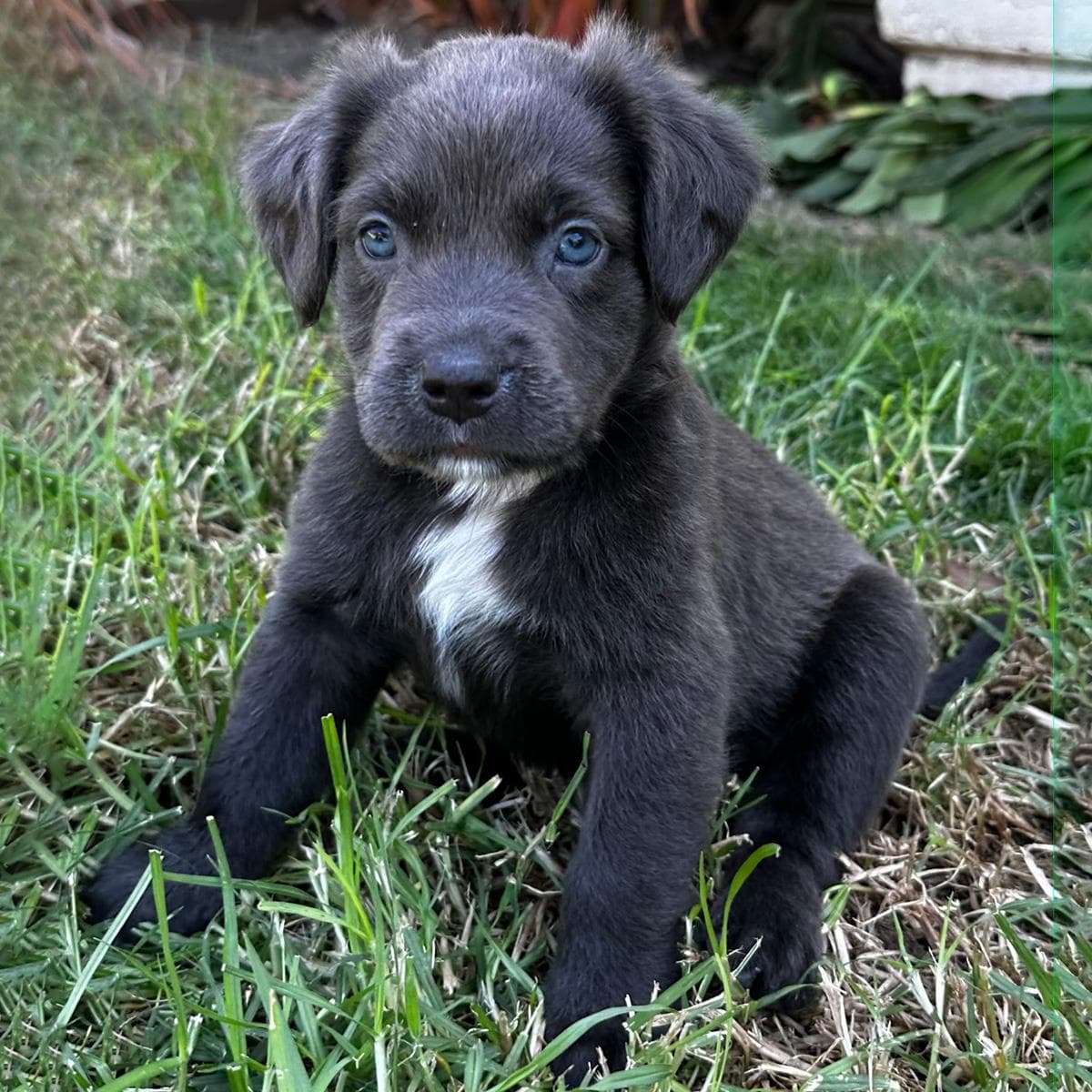 Fiji Pup - Meke - Adopted!