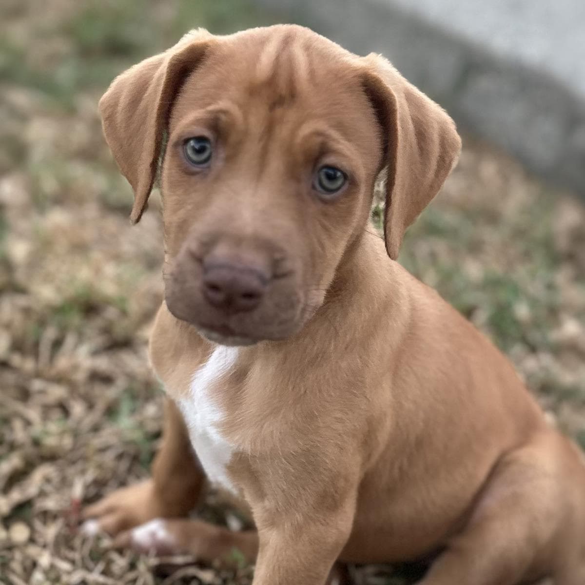 Fiji Pup - Bula