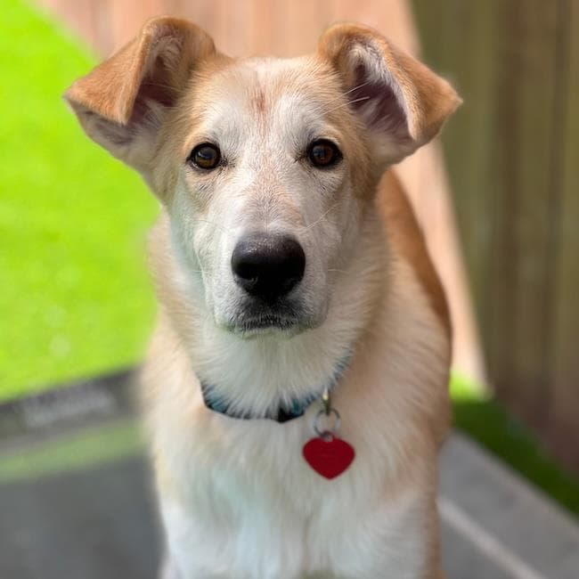 Davey - Adopted!