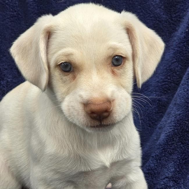 Phoenix Pup - Pima