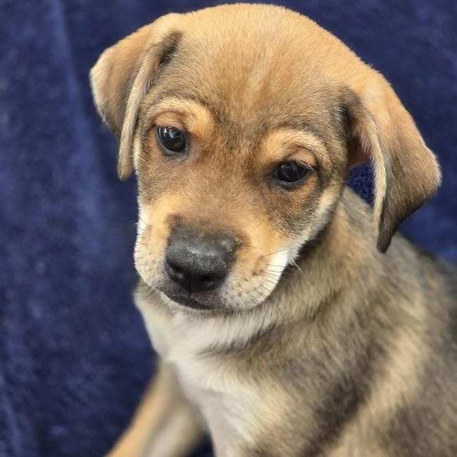 Phoenix Pup - Pinal