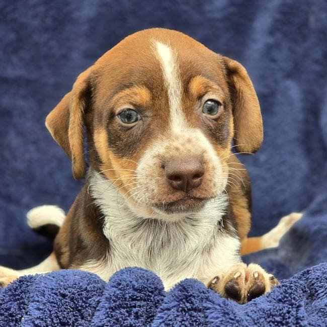 Phoenix Pup - Maricopa
