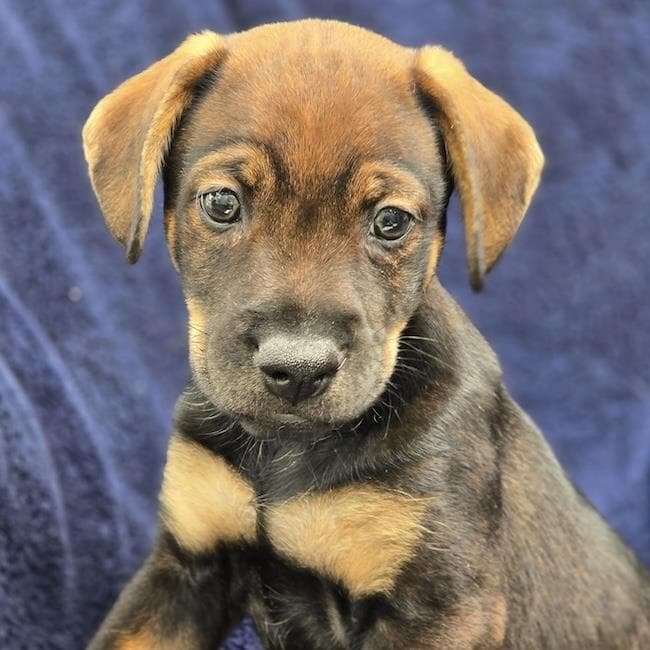 Phoenix Pup - Mercury