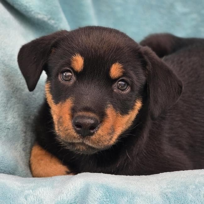 Eureka Pup - Taggart