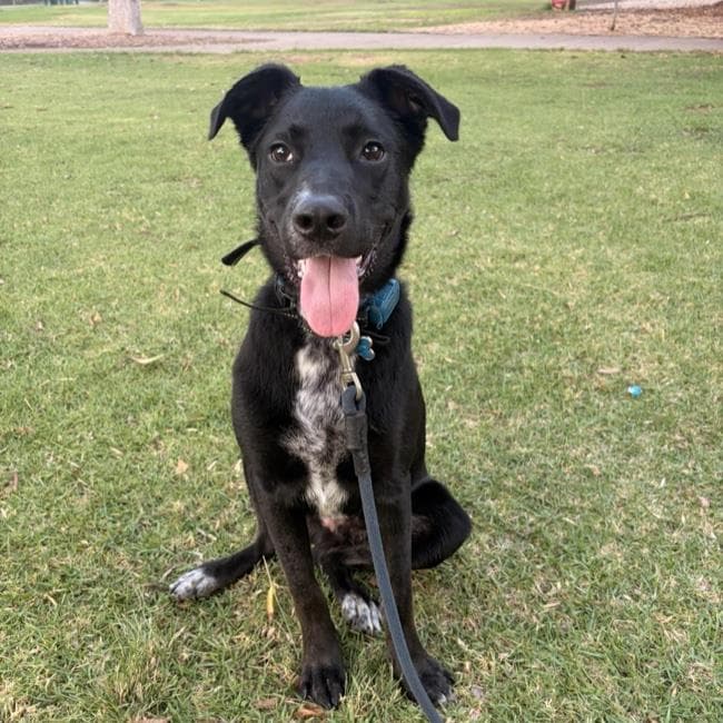 Blue Boy - Adopted!
