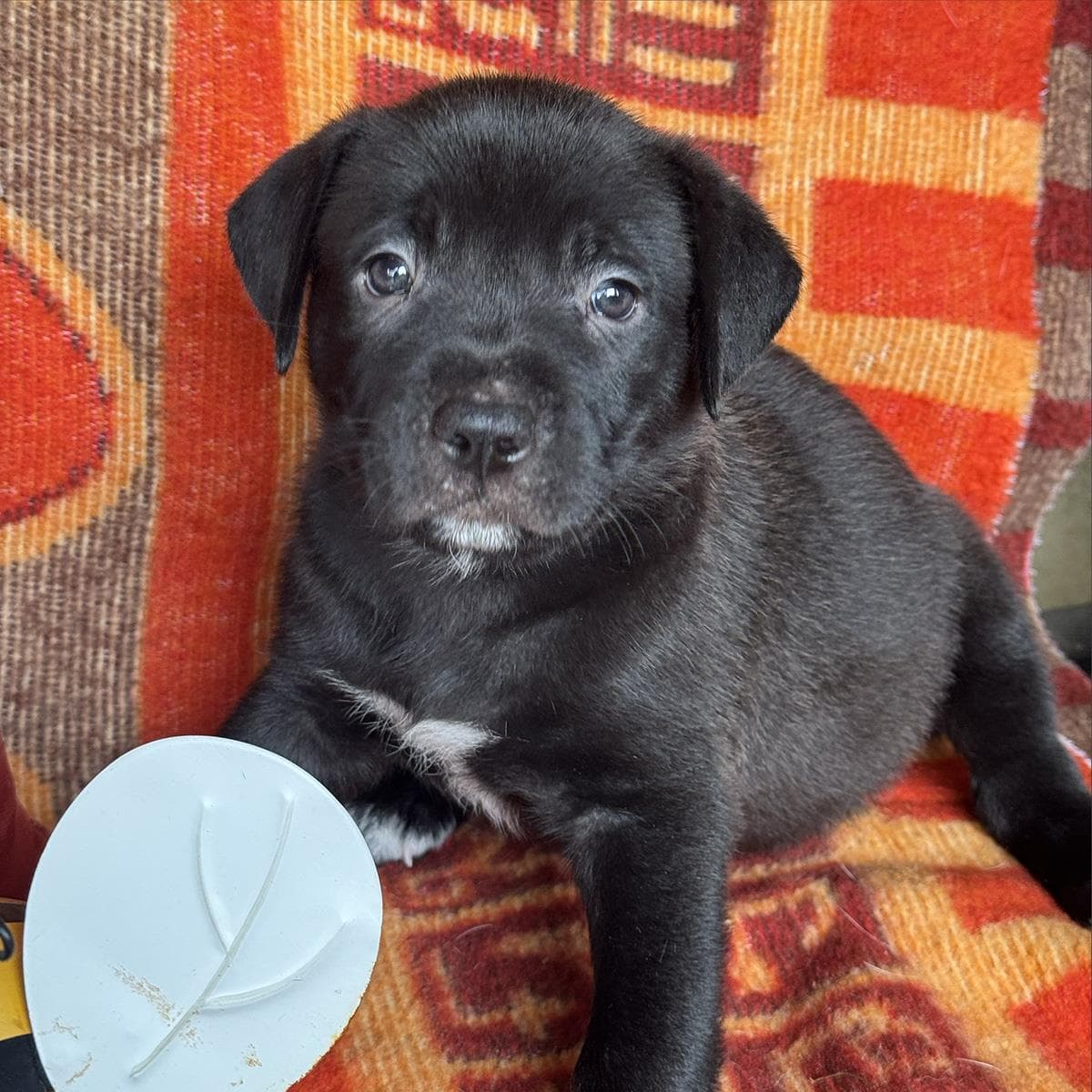 Justice Pup - Jury