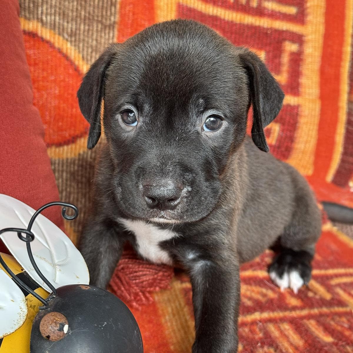 Justice Pup - Judge