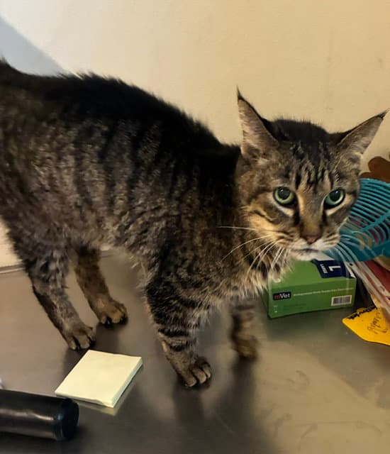 Oatmeal - tabby with green eyes in foster care