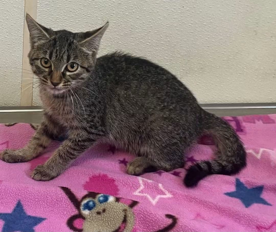 Alice - Tabby Kitten in foster care