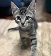 Oliver