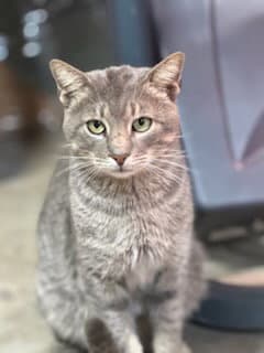 Toby