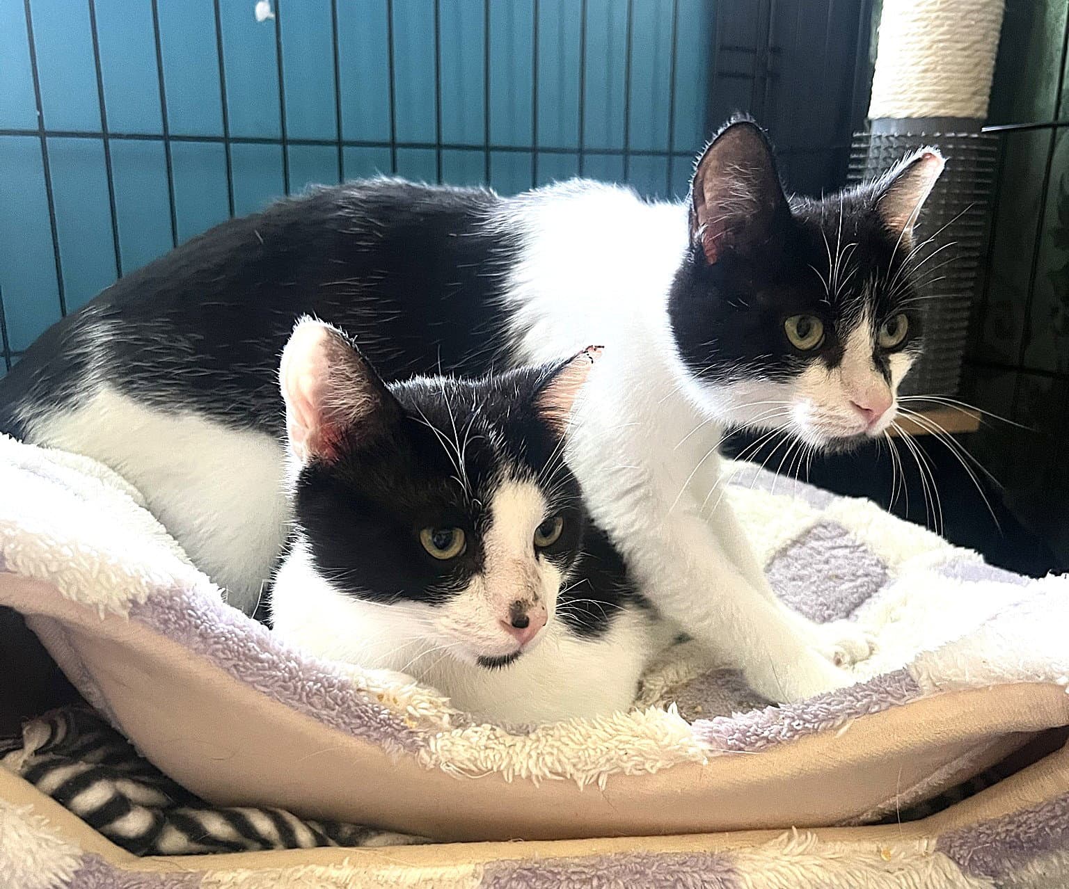 Kitties: Bonded Pair Basil And Lavender
