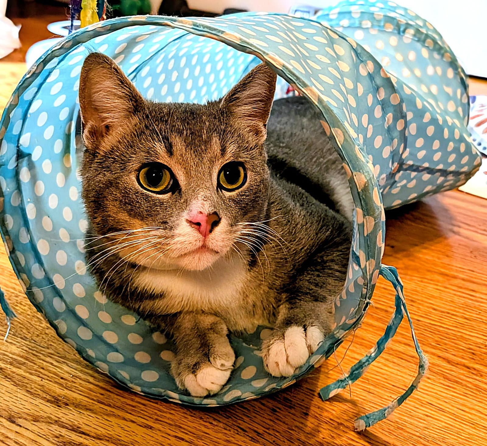 Kitty Super Smokey