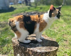 Kitten Snickers