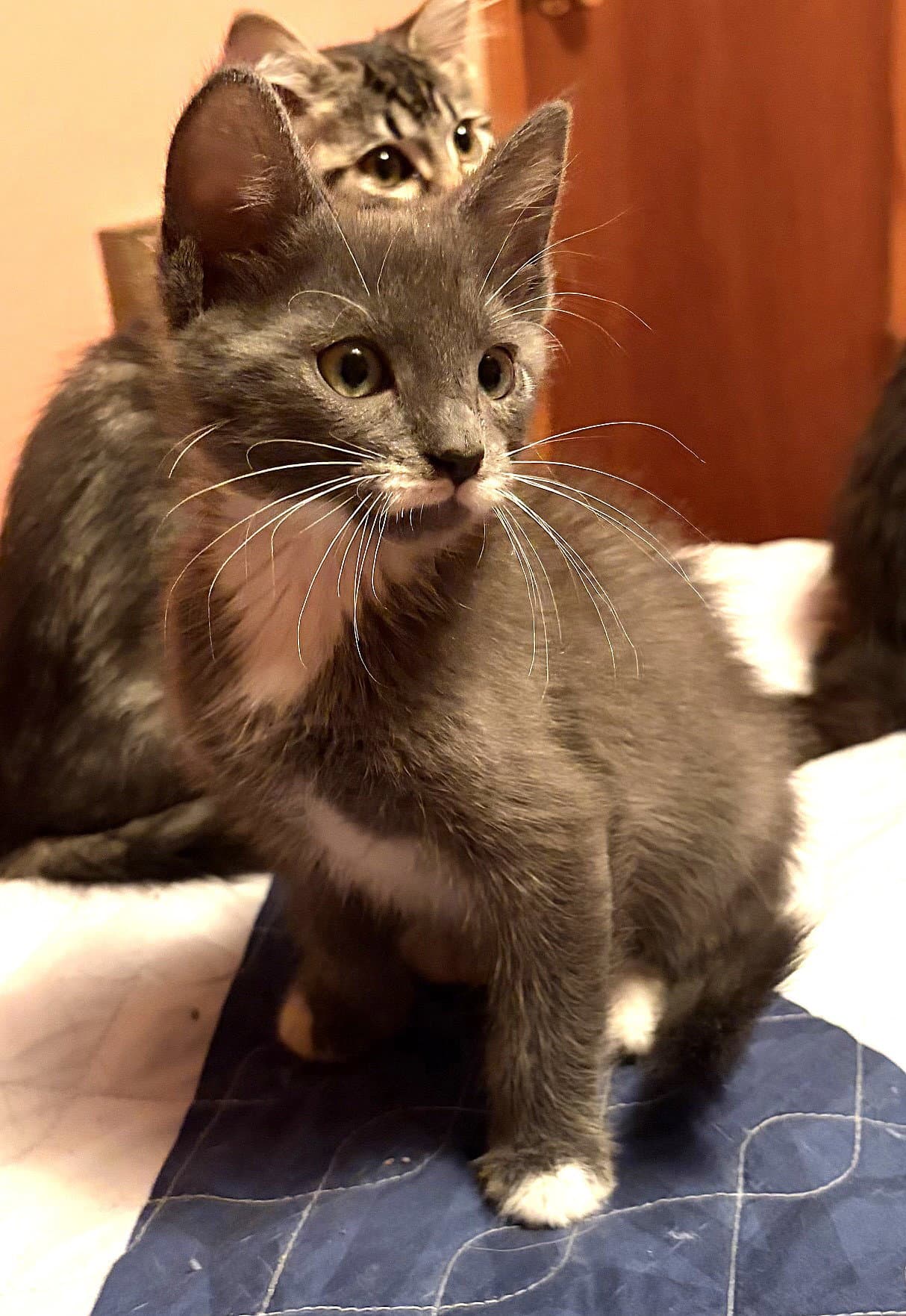 Kitten Shifu