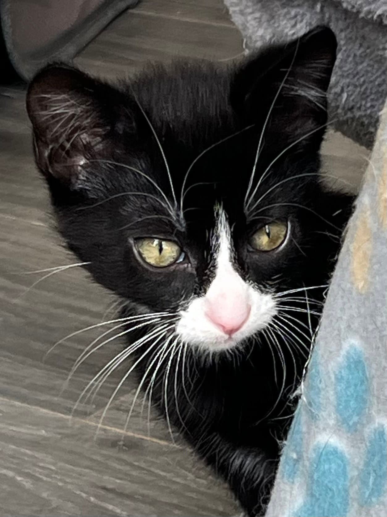 Kitten Sergeant Ruffles
