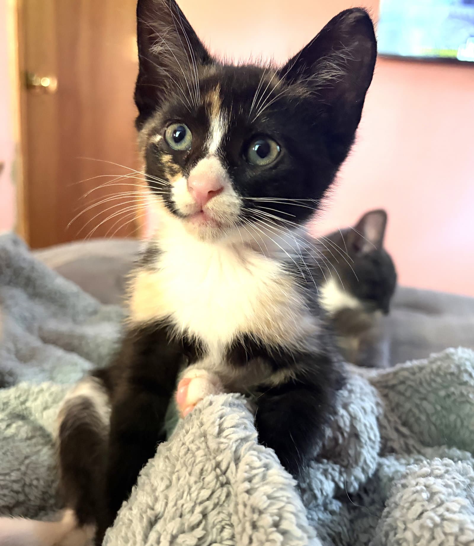 Kitten Ivy