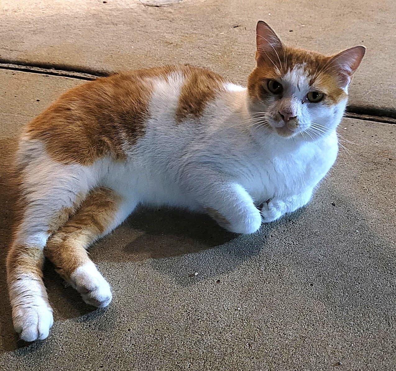 Kitty Bobtail Bobby