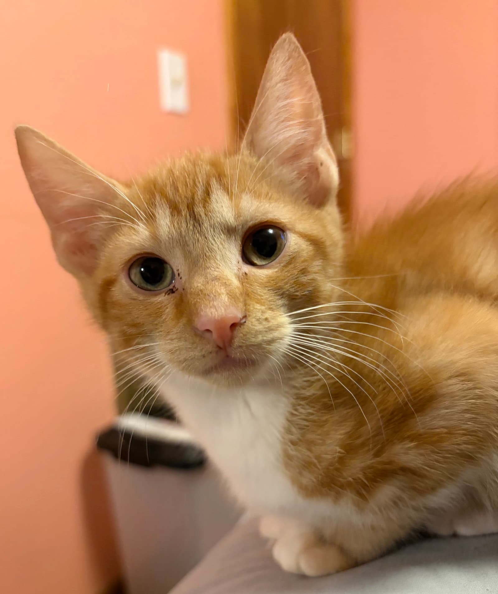 Kitten Silas