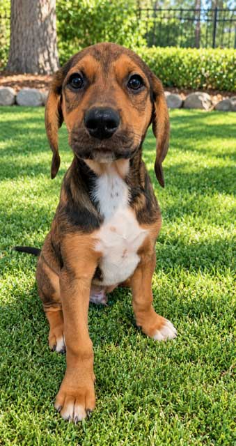 Puppy Connor