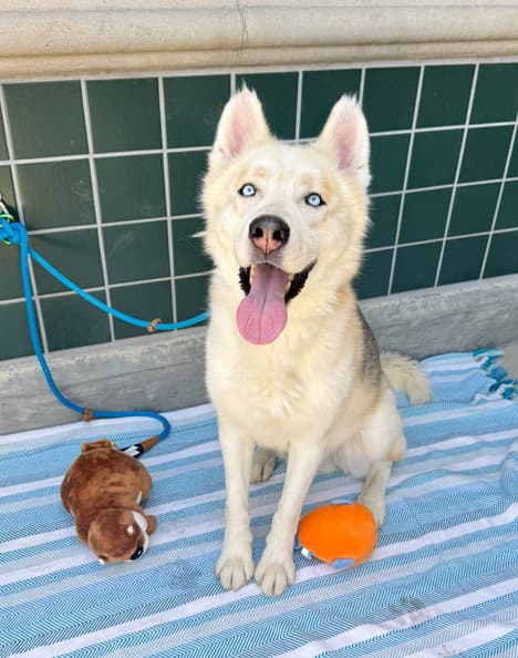 Balto