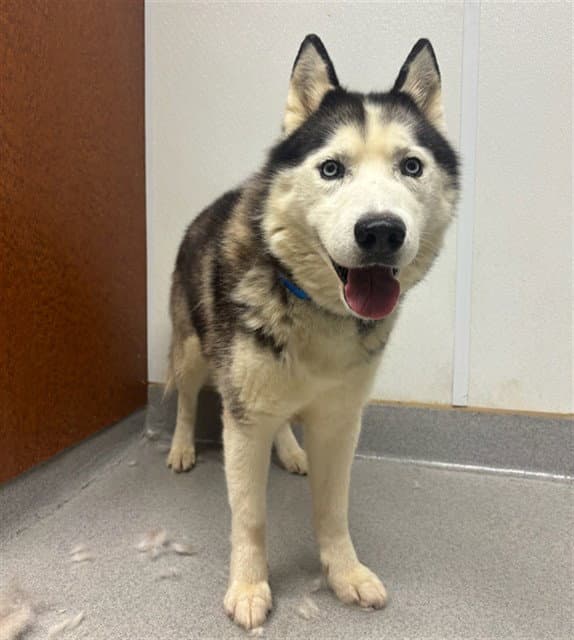NANOOK