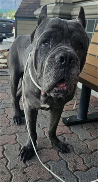 Hercules