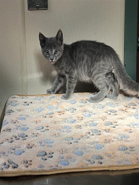 SAM