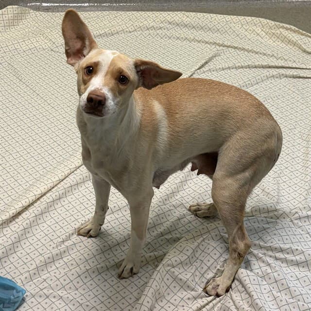 DOLLY