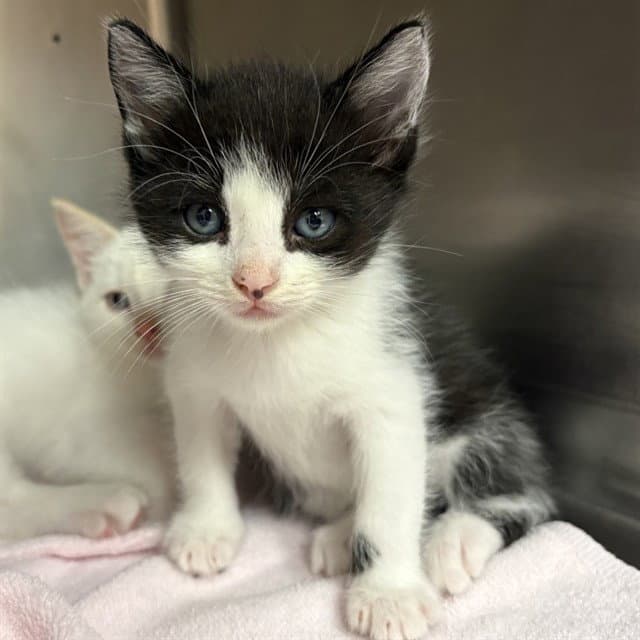 MAMBO