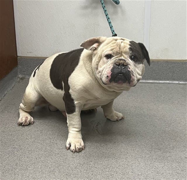 OPIE