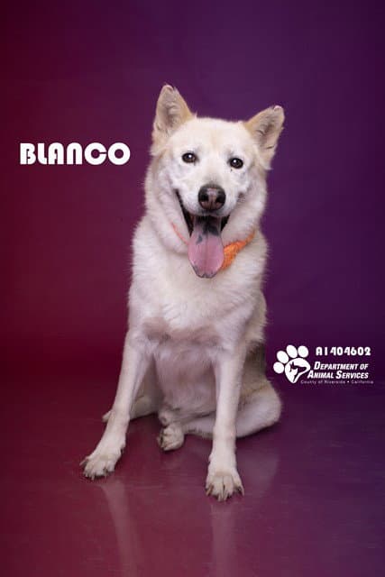 Blanco