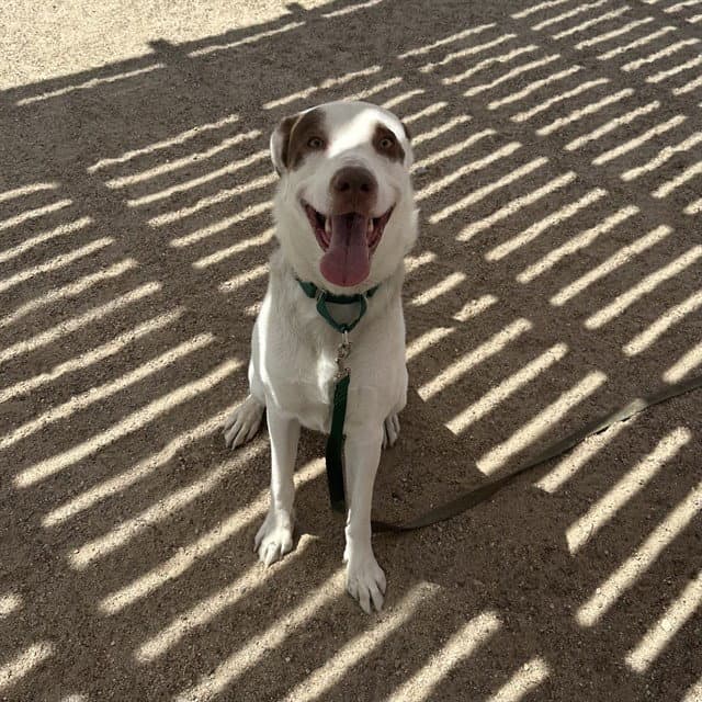 Ranger