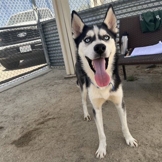DOMINO