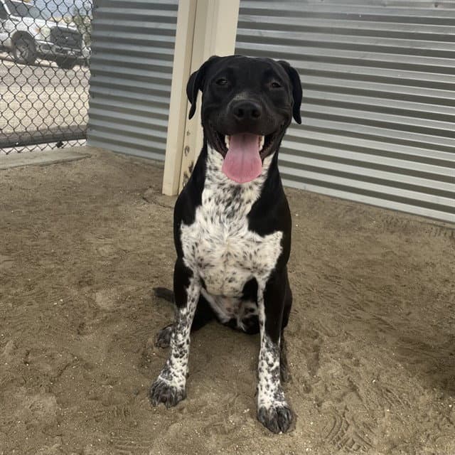 Ella
