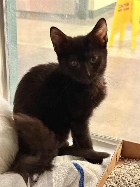 LOKI