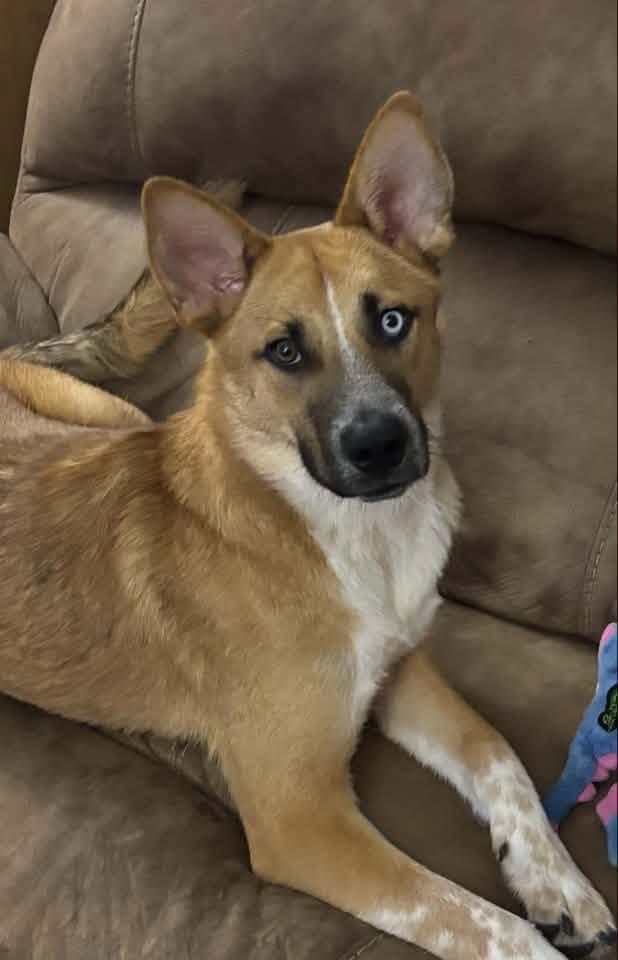 Merlin