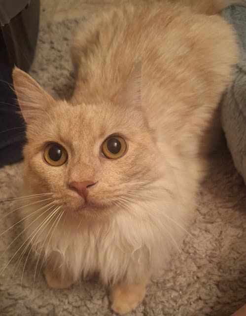 ASLAN