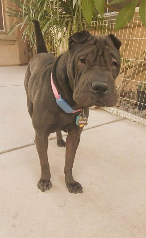 Daisy (Calif)