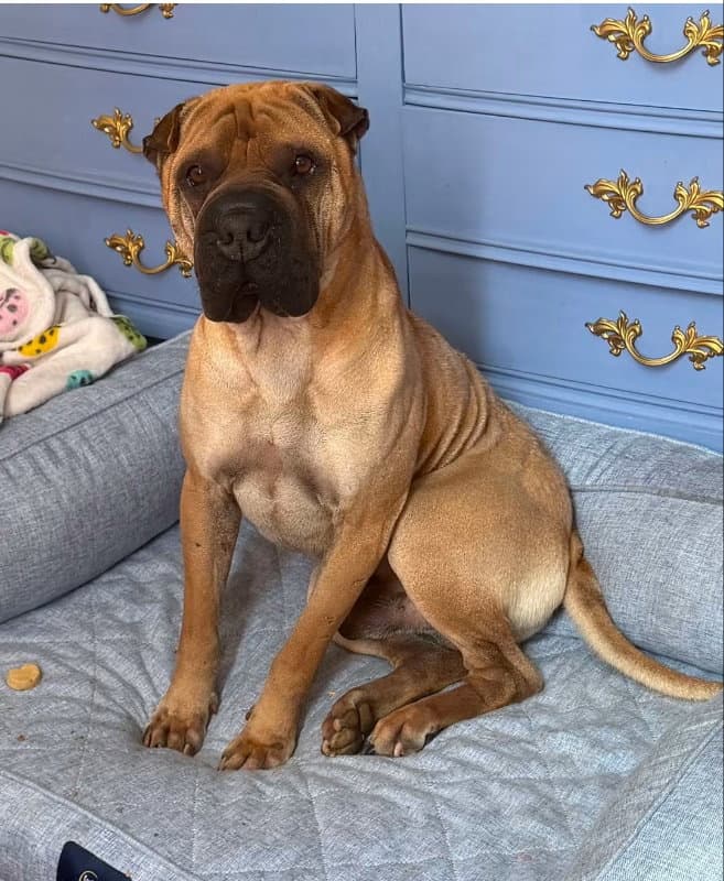 Baron von Wrinkles