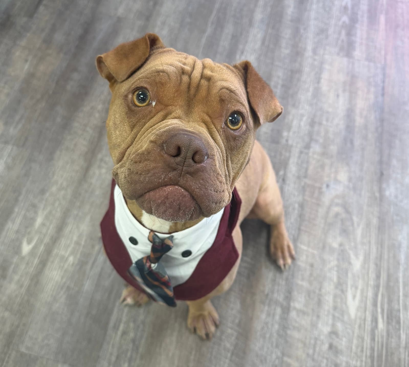 Brutus Cappuccino