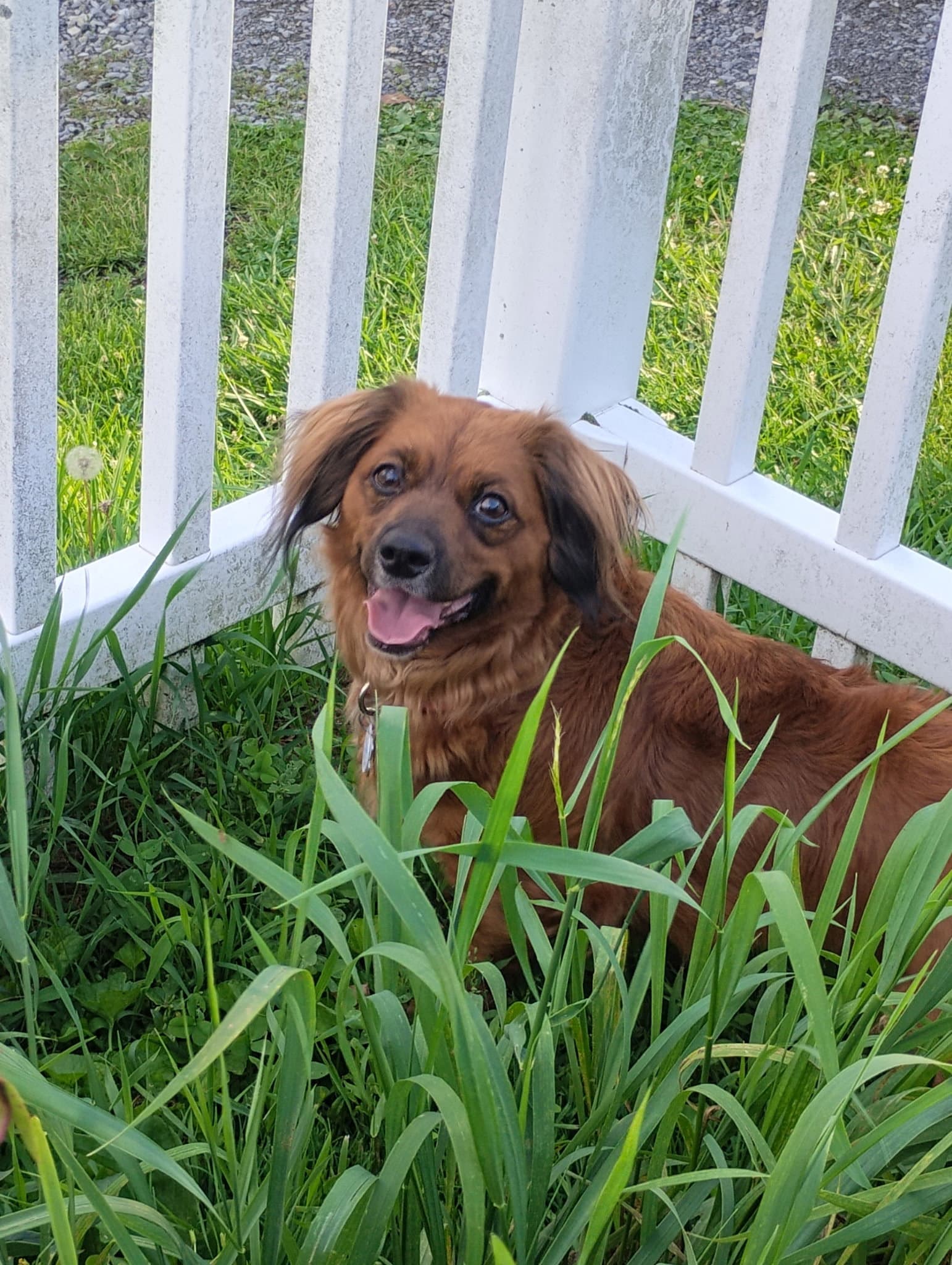 Betsy (fka Lil Bit; being fostered in VA)
